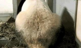 有关大熊猫的图片